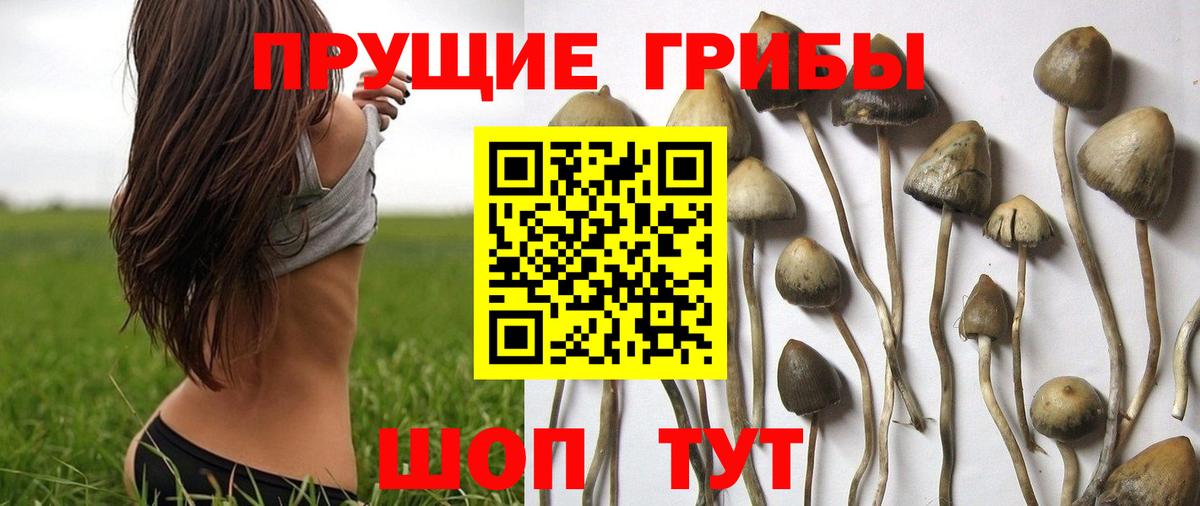 Галлюциногенные грибы GOLDEN TEACHER  Галлюциногенные грибы Psilocybe  Вход с VPN  Кашира 